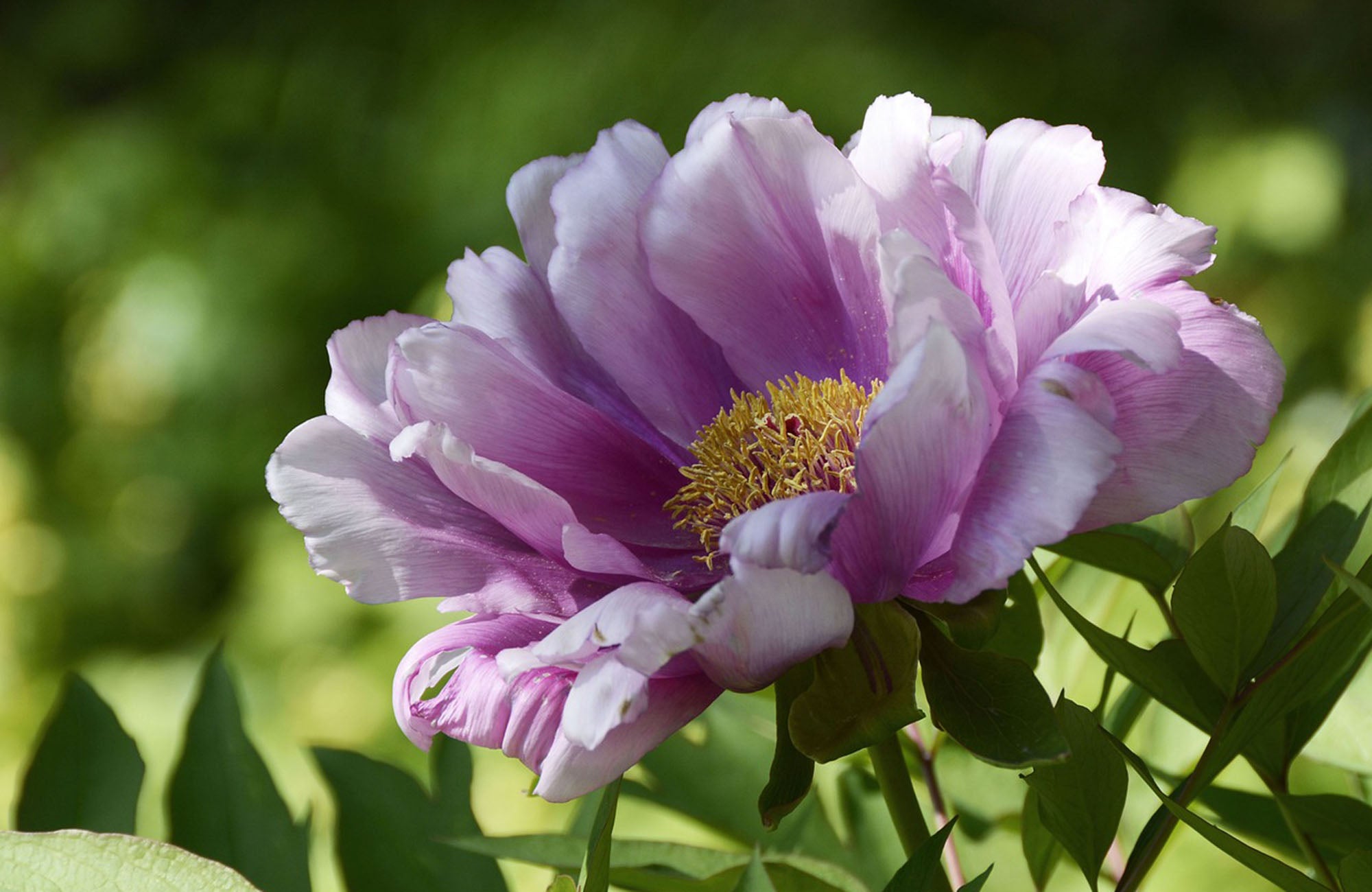 Purple Peony Flower