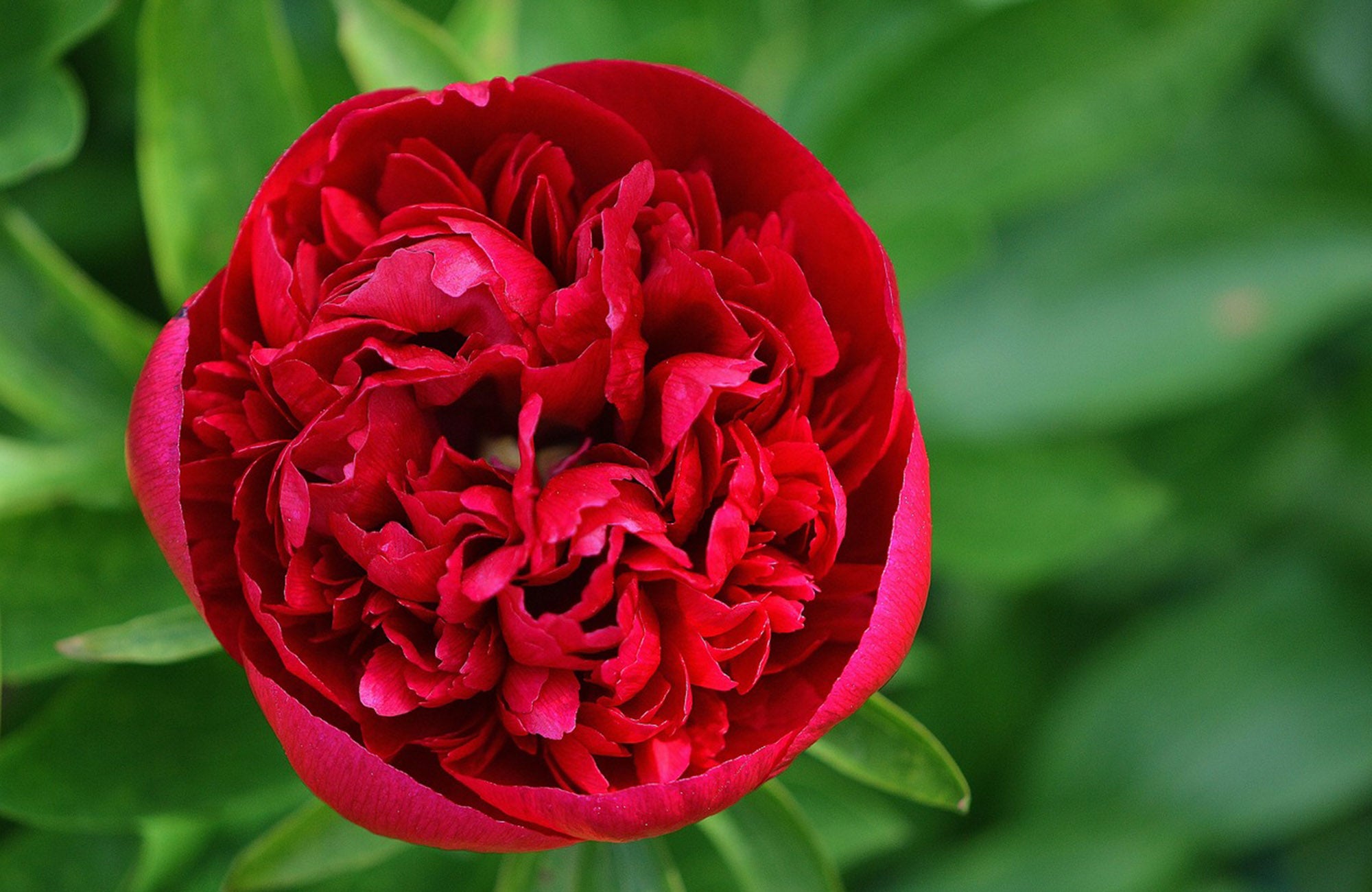 Close up of single red peony rose flower