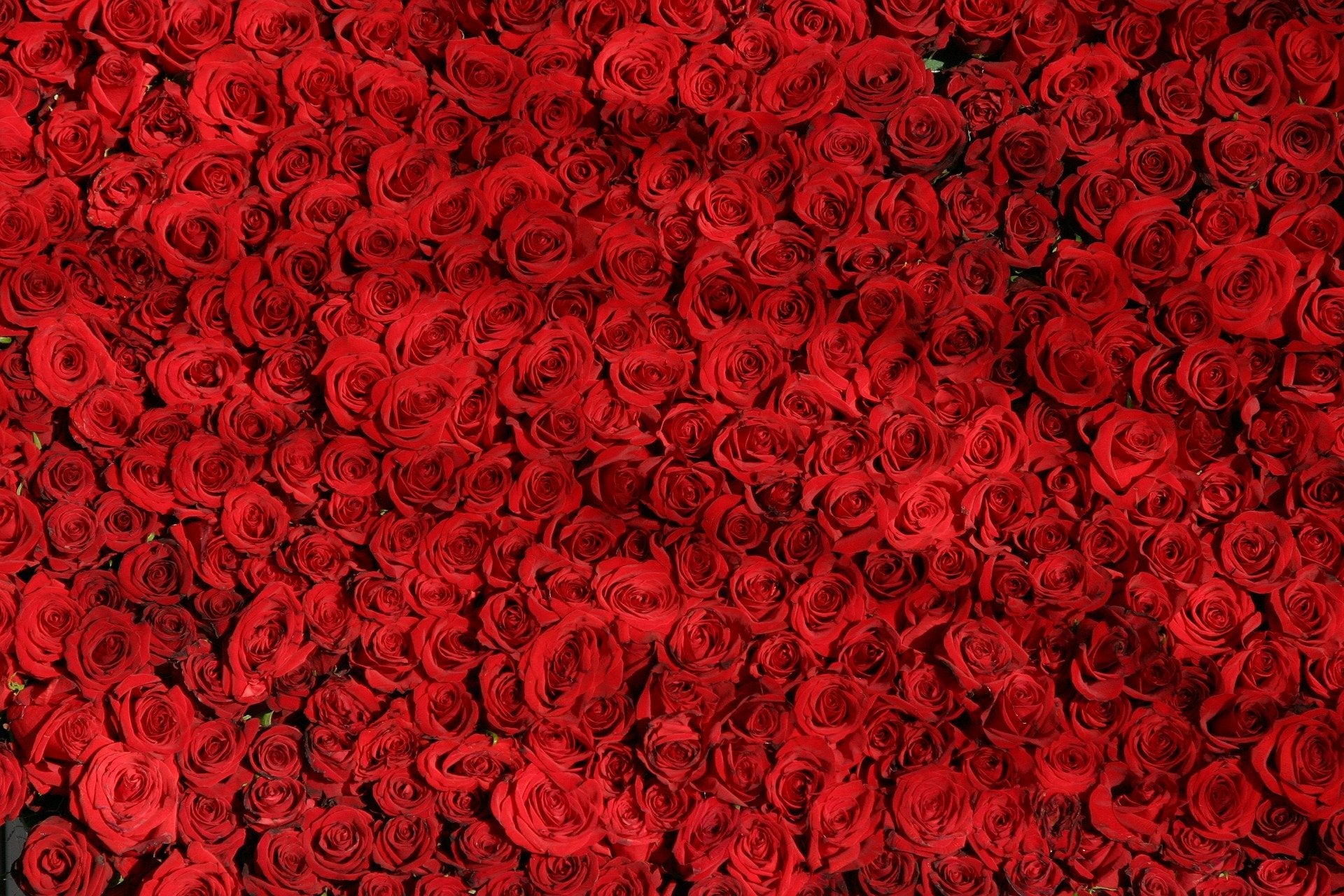 Red Roses on Masse for Qixi
