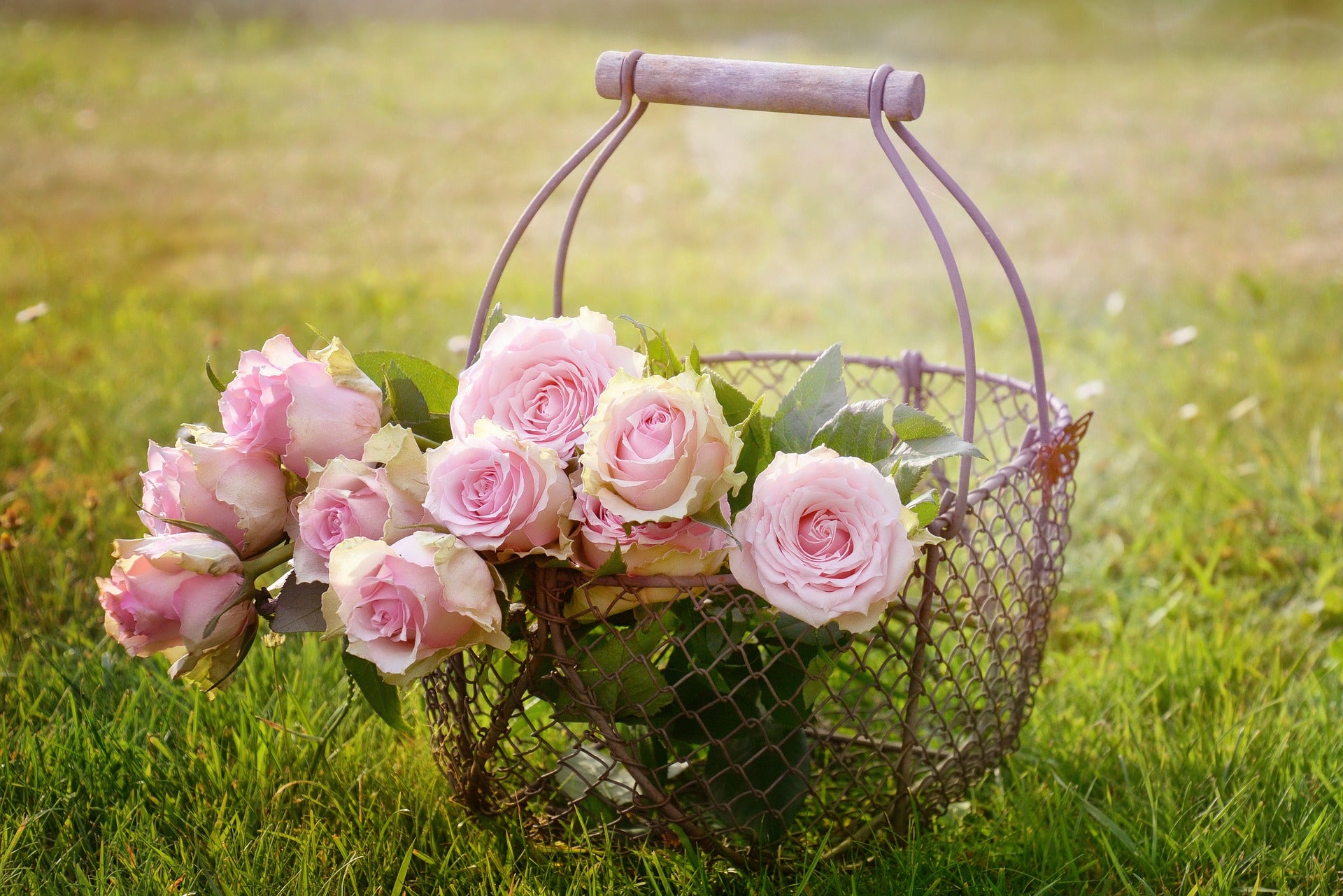 Pink edible roses in a basket sitting in a field