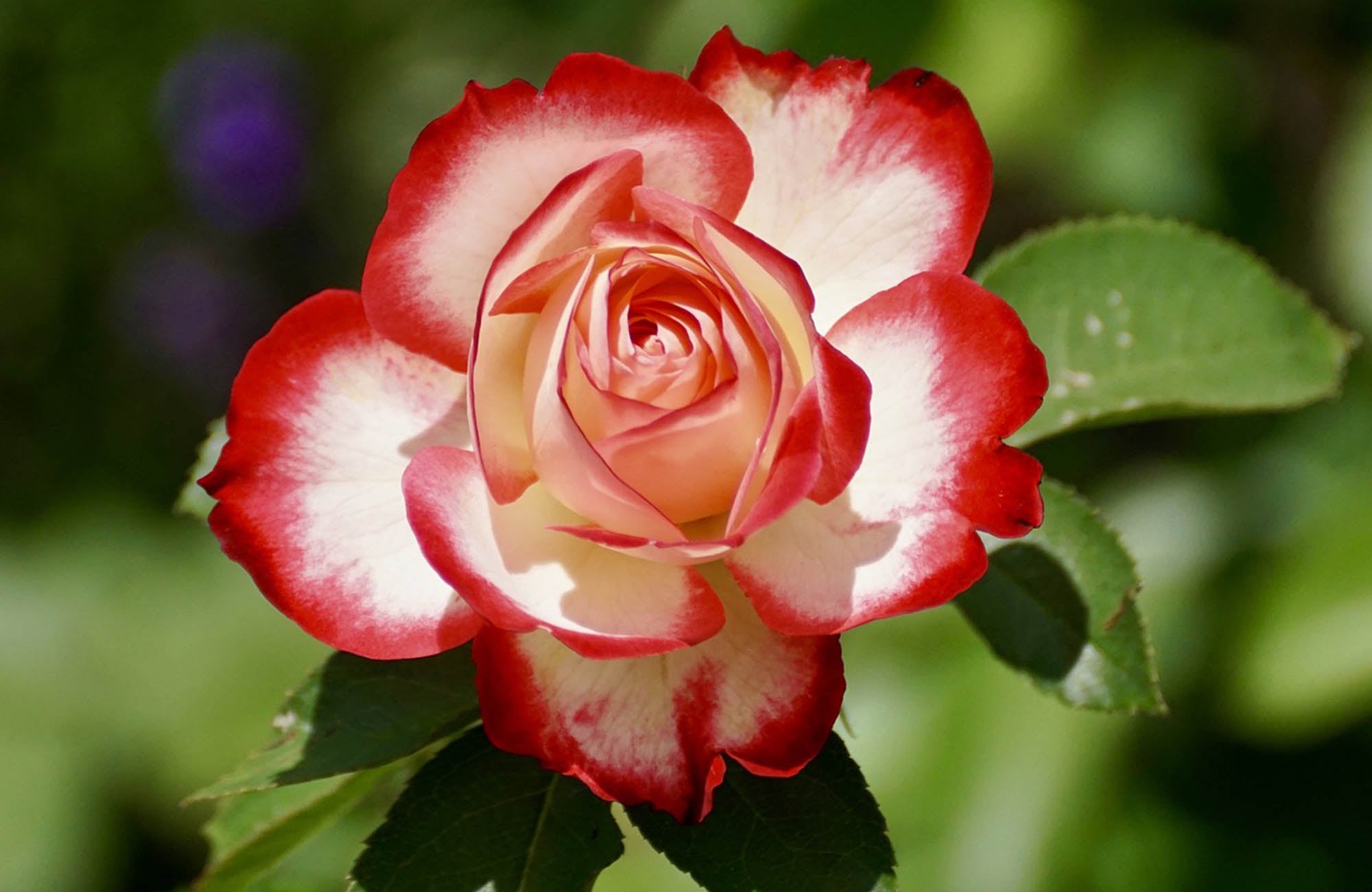 Red and white rose