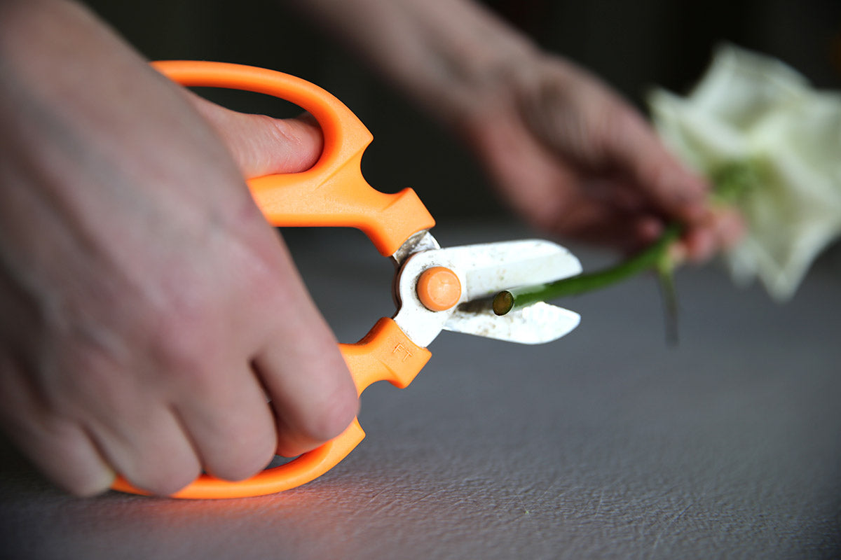 Woman cutting single rose stem with florist scissors