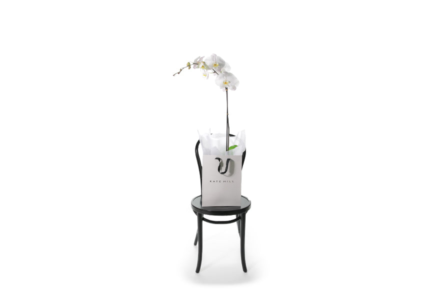 Single stem of white orchid in flower bag