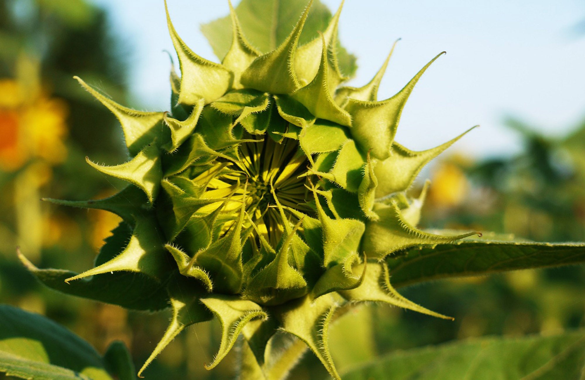 Single sunflower head in bud