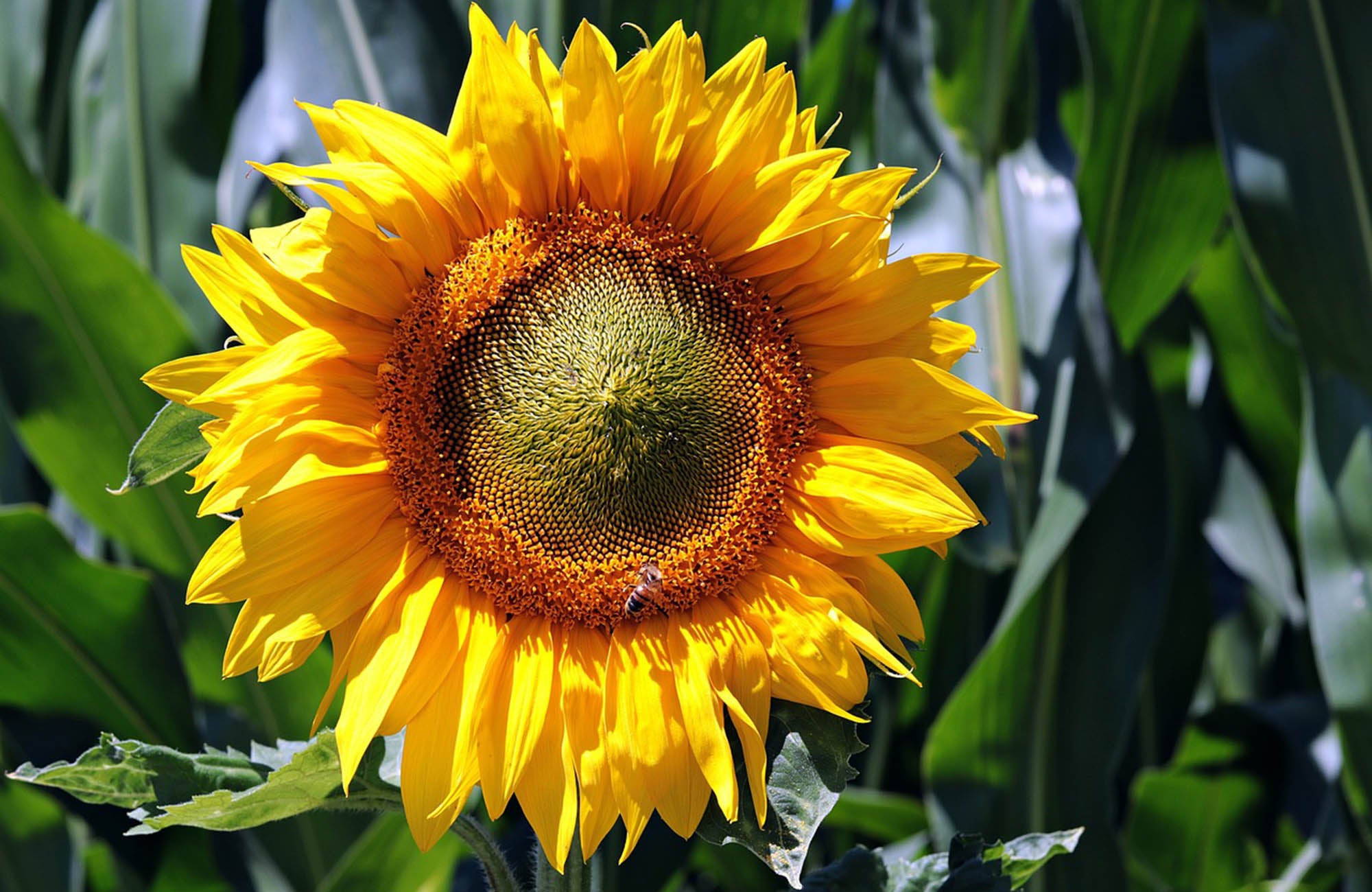 Single sunflower closeup