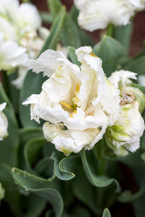 White Tulip Flowers