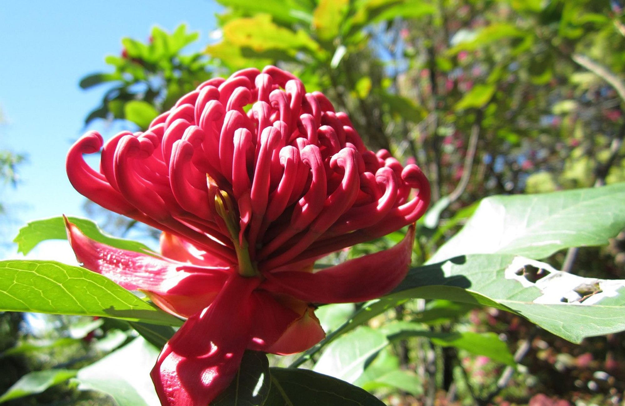 Single Red Waratah Flower