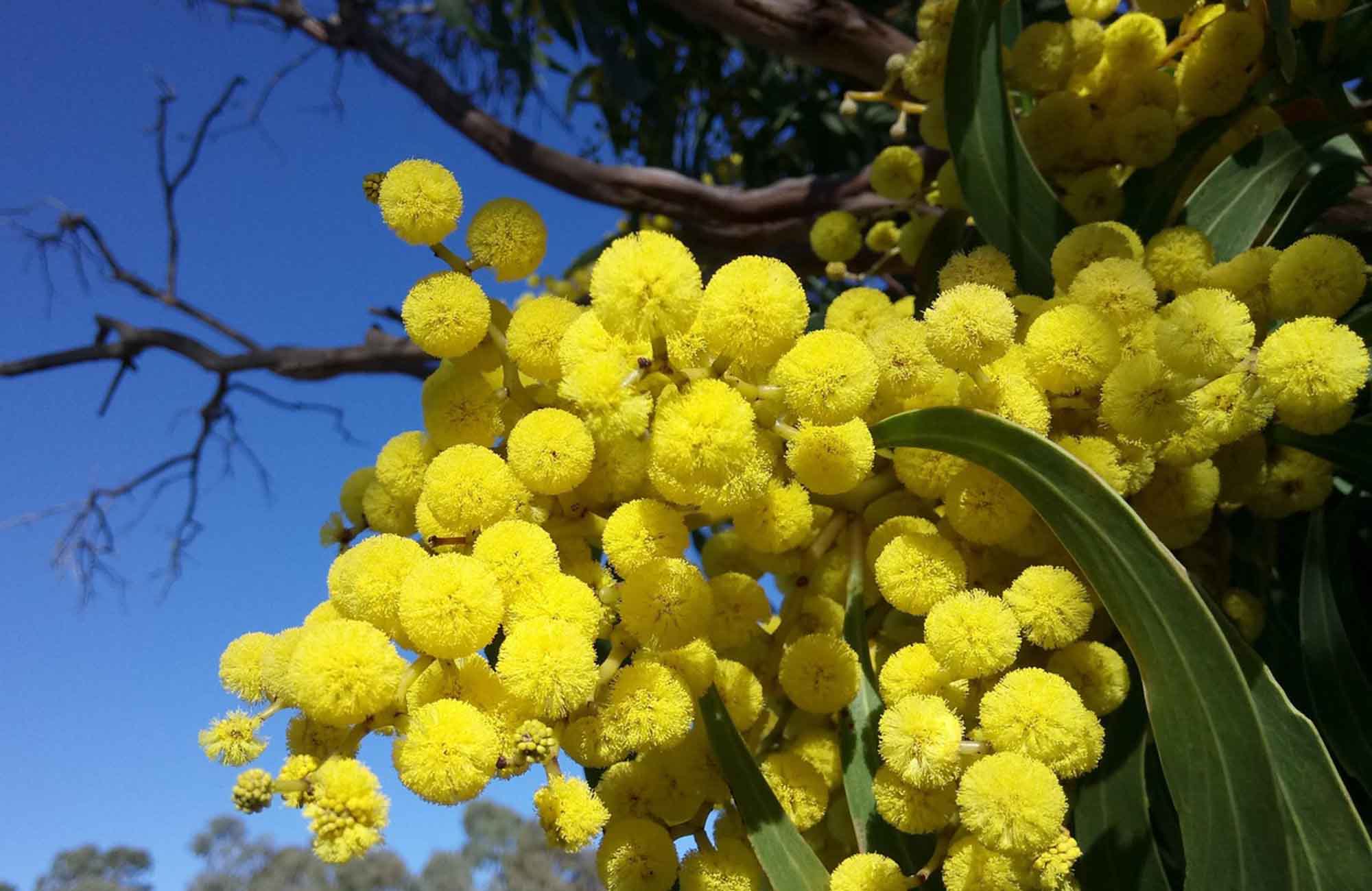 Clumps of rounded wattle on tree in sunshine