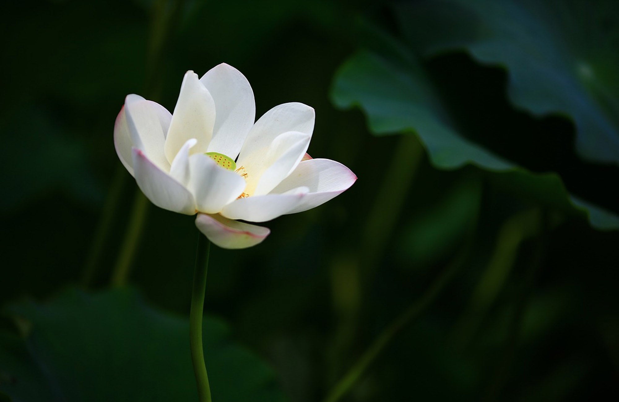 Single White Lotus Flower