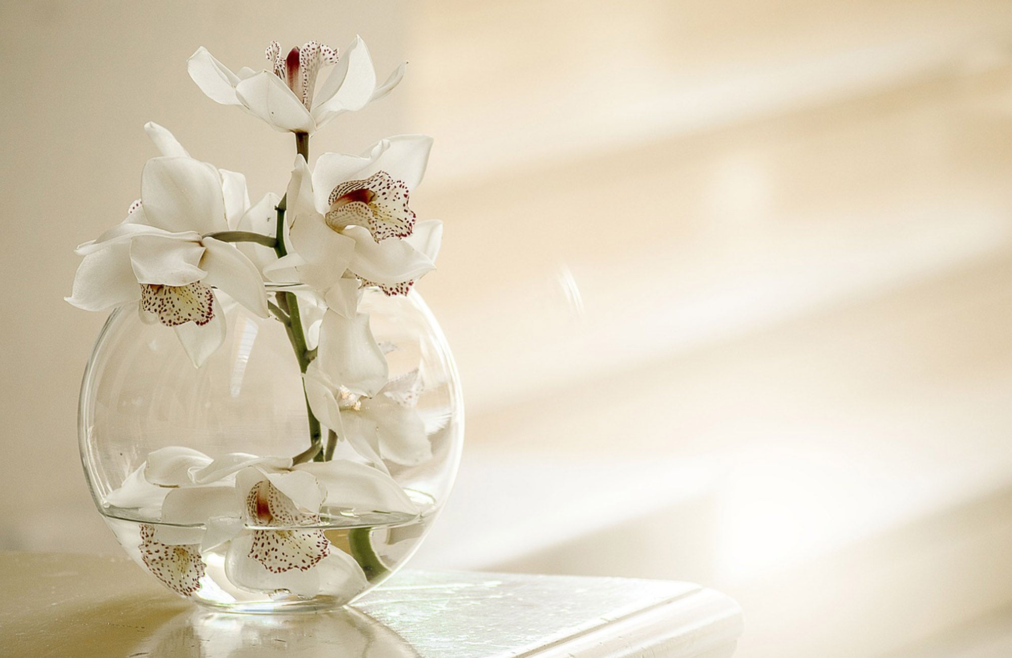 White orchids in clear glass vase
