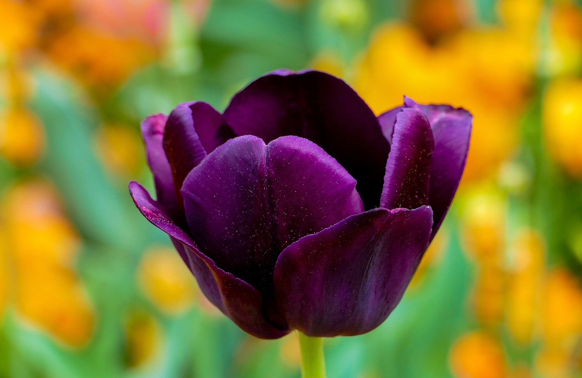 Close up of purple tulip flower