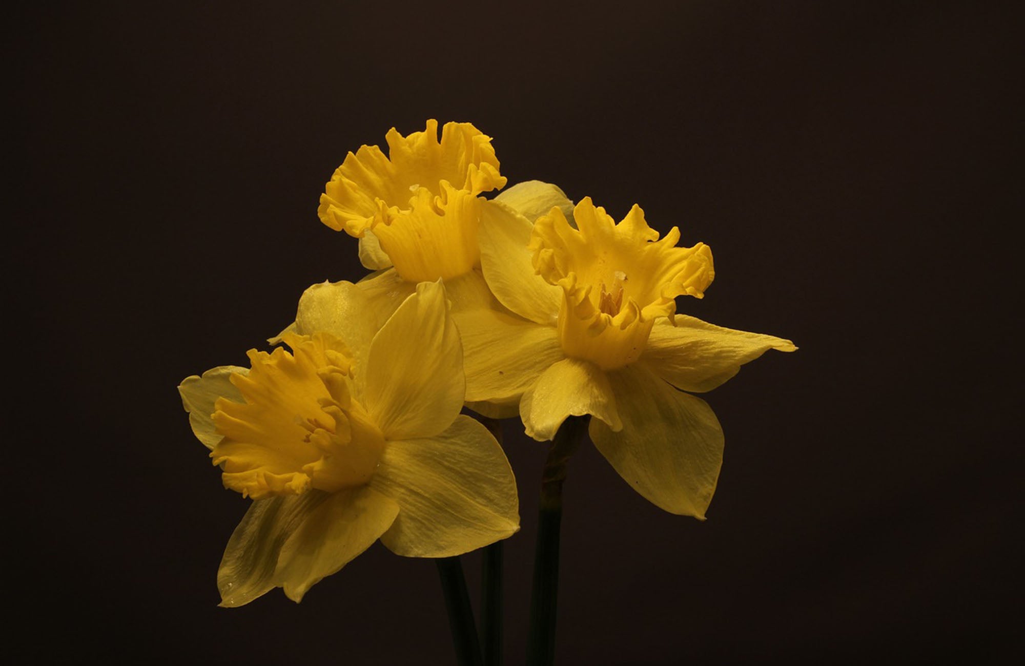 Close up of yellow Jonquil flowers