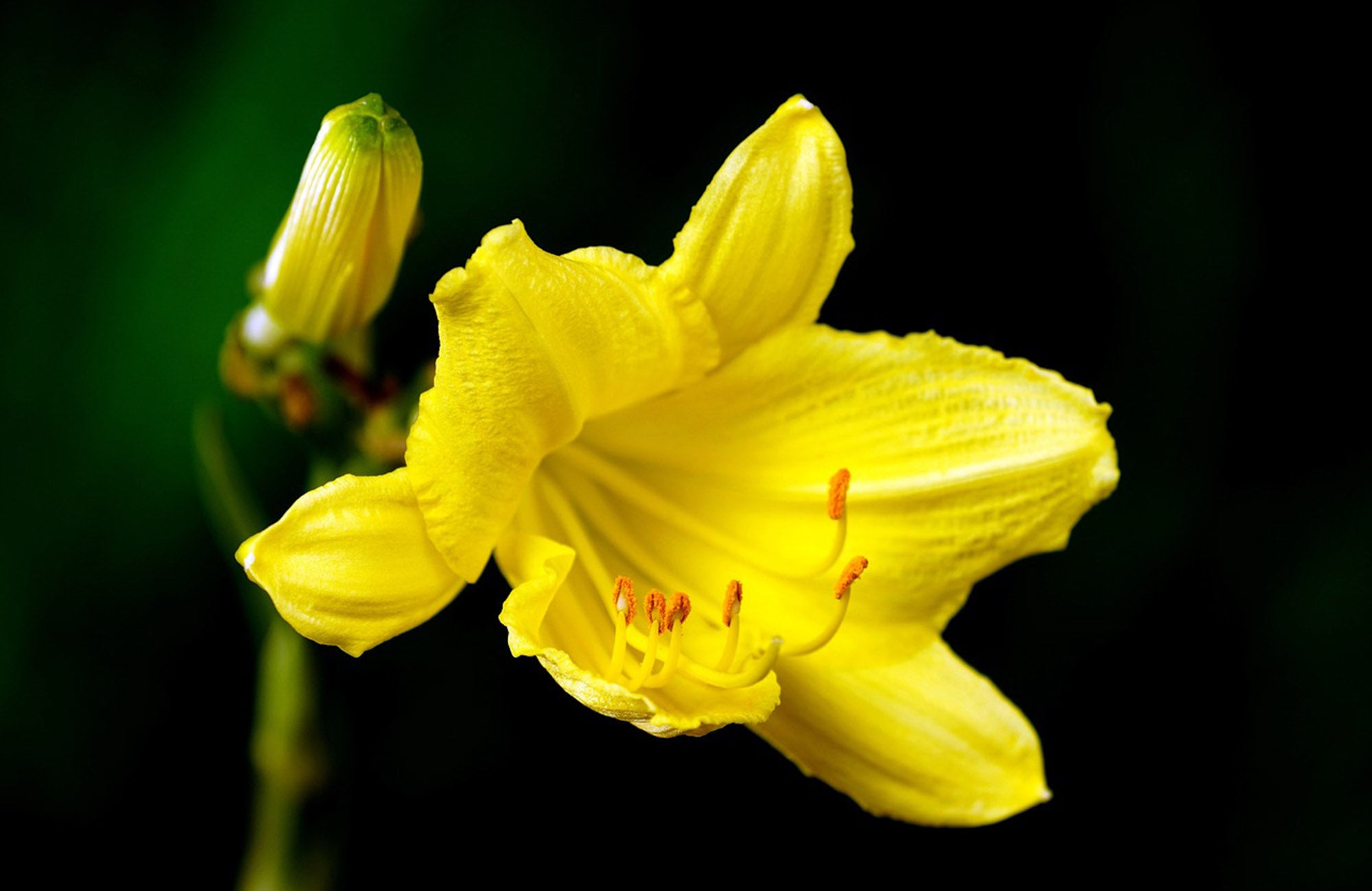 Single Yellow Lily Flower