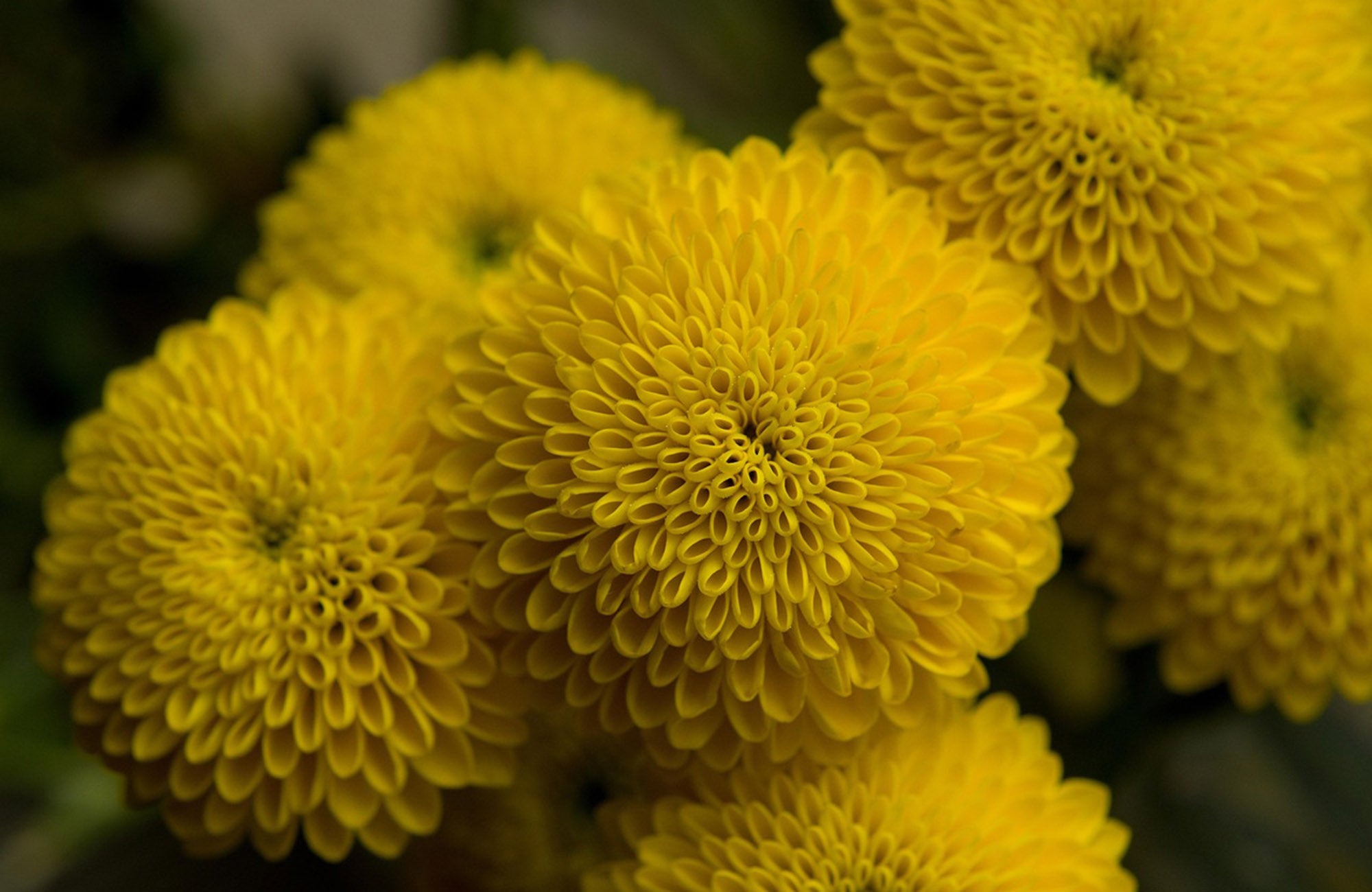 Close up of Yellow Chrysanthemum Flowers