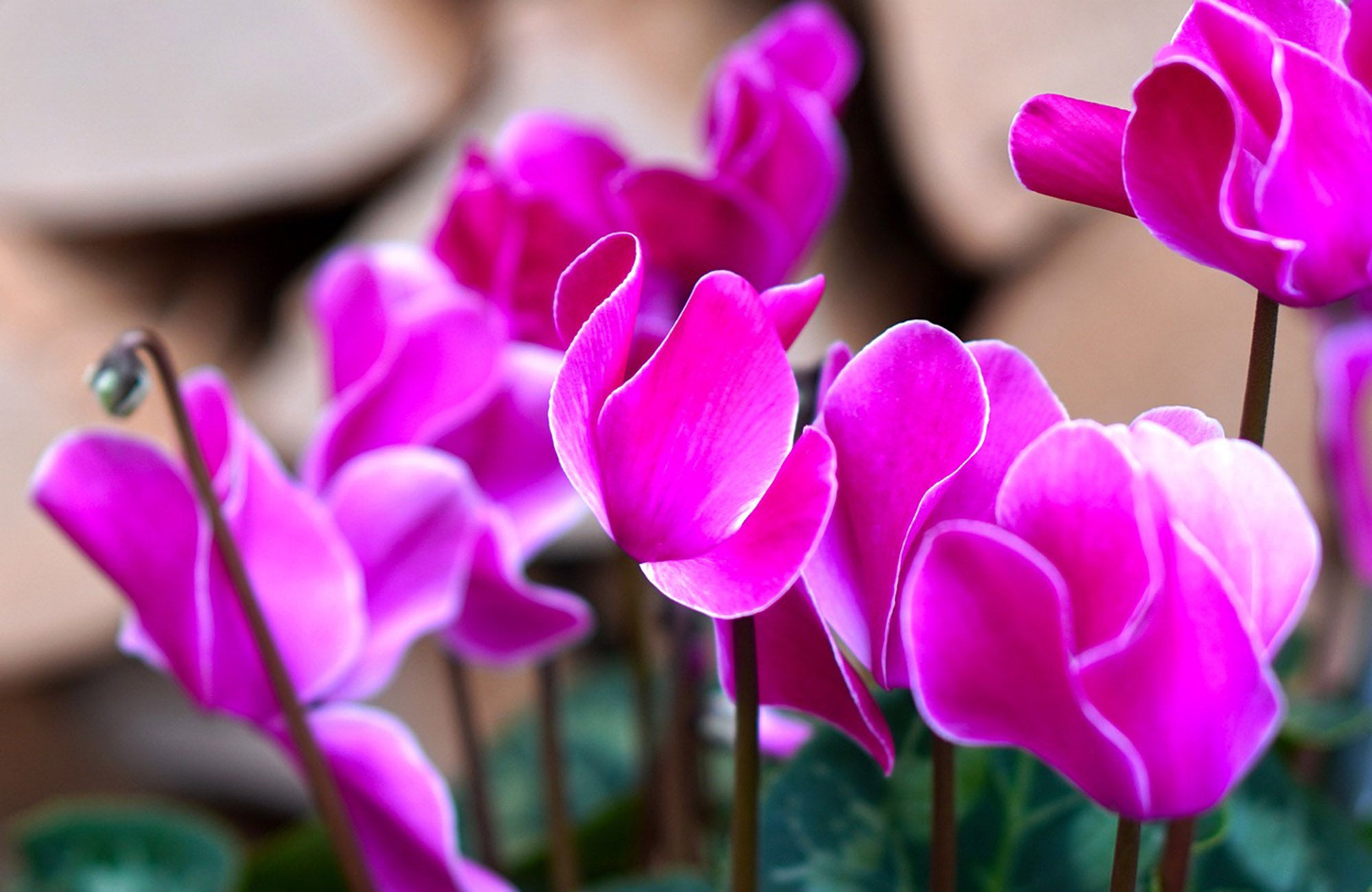 Close up of pink Cyclamen flowers for mothers day gift