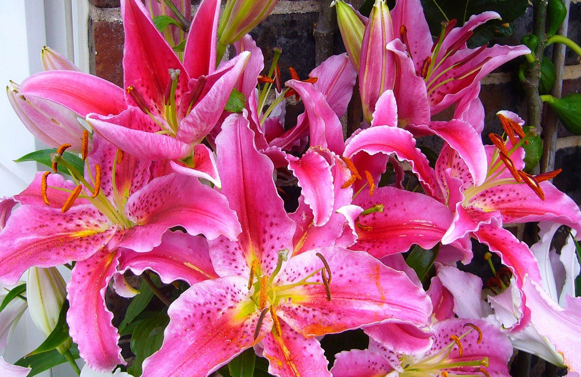 Close up photo of pink oriental lilies