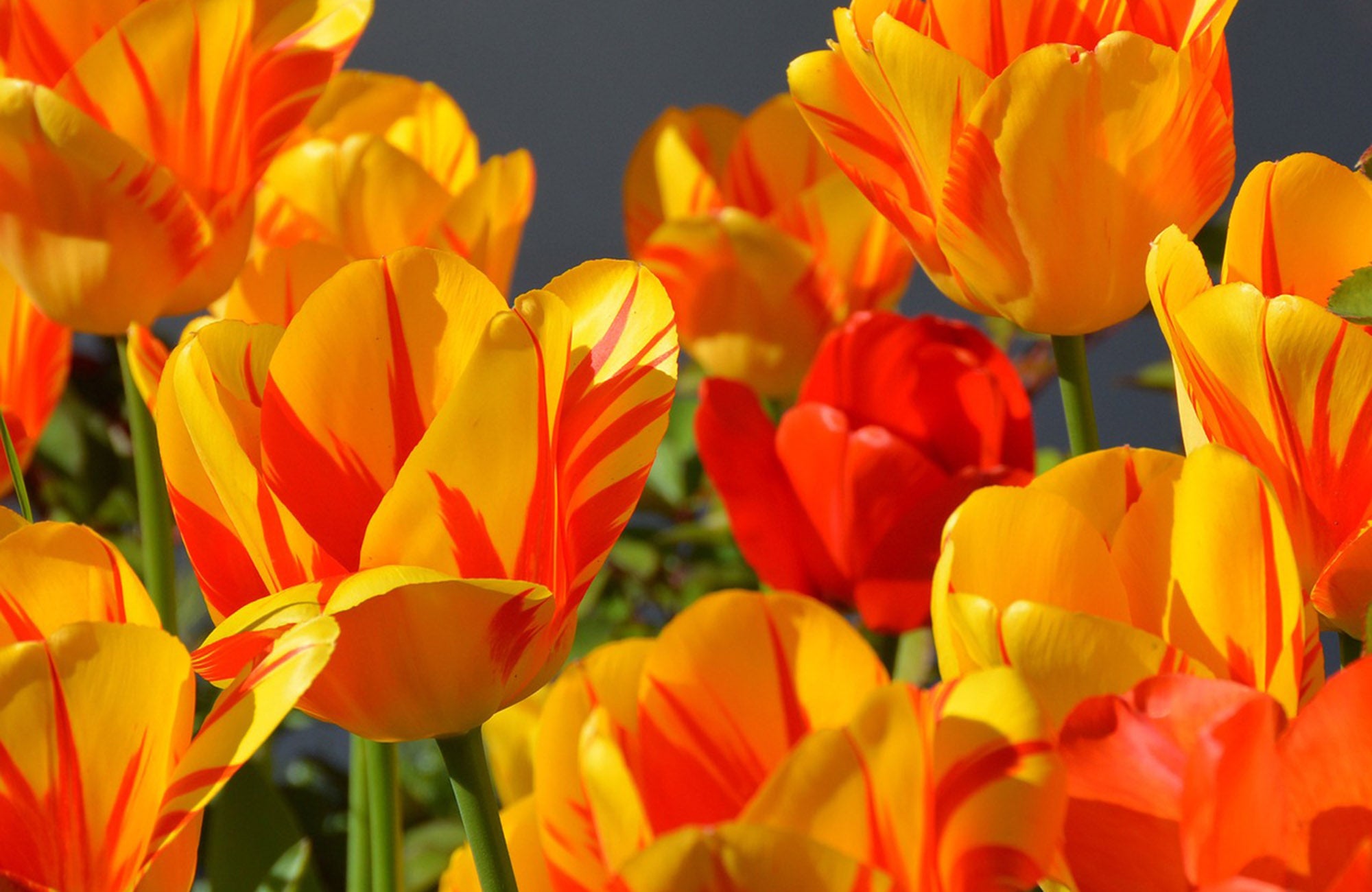 Close up of yellow and orange tulip flowers