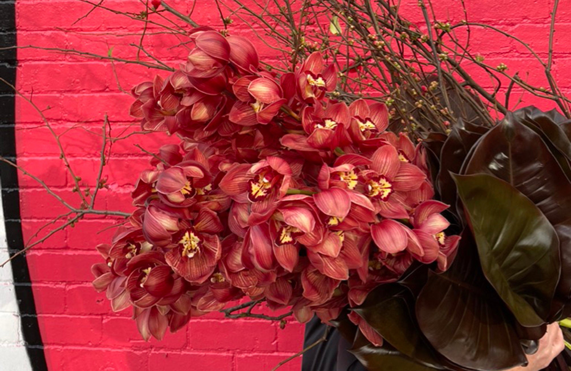 Cymbidium orchids in red colour with a red wall in background