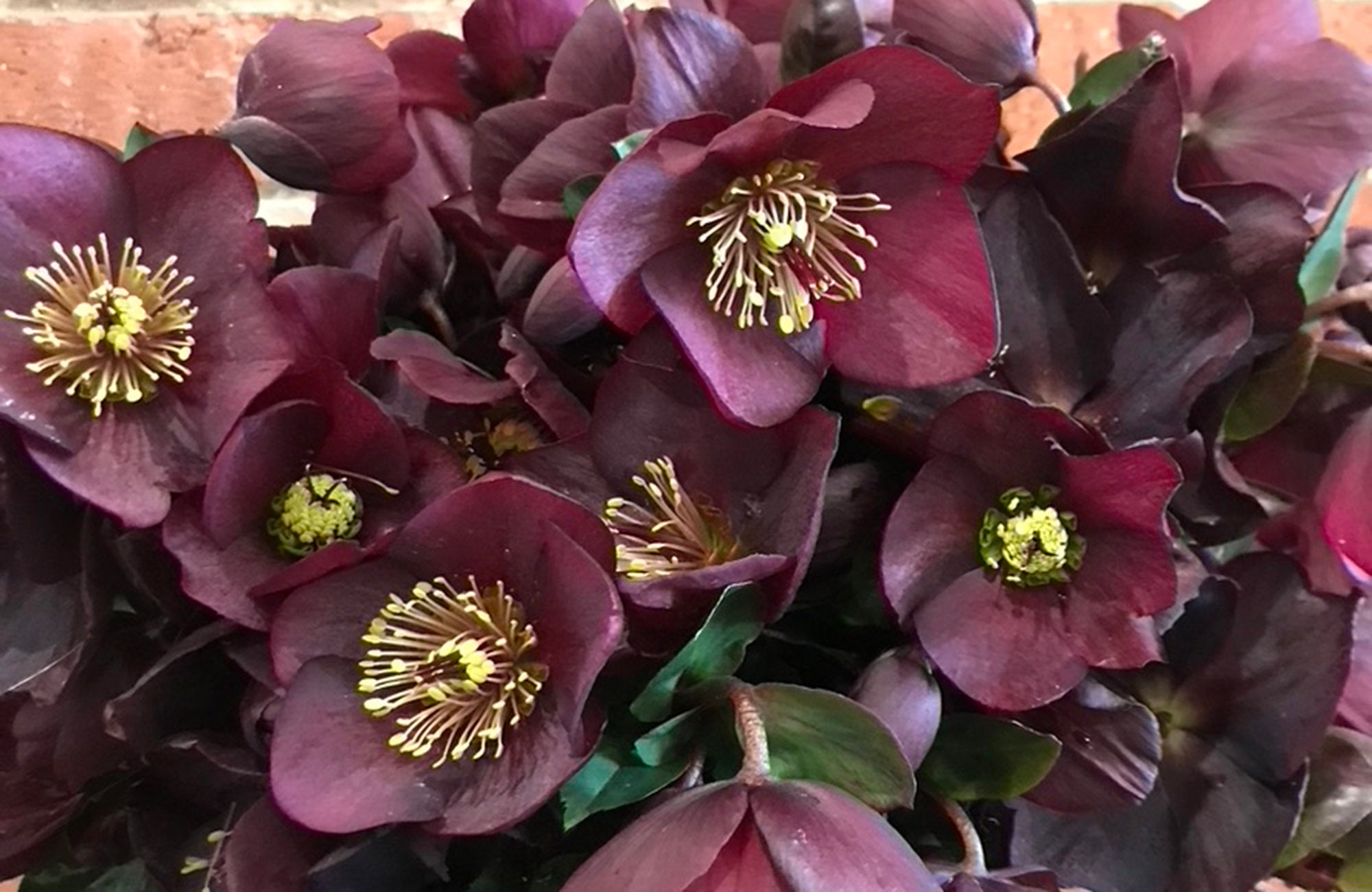 Bunches of Hellebore flowers