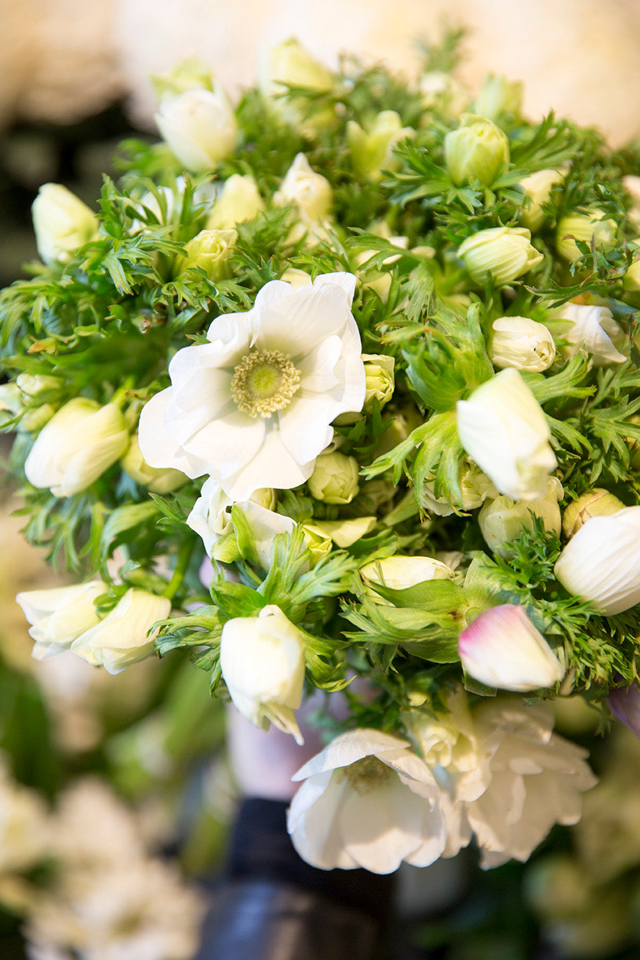 Anemone Flowers