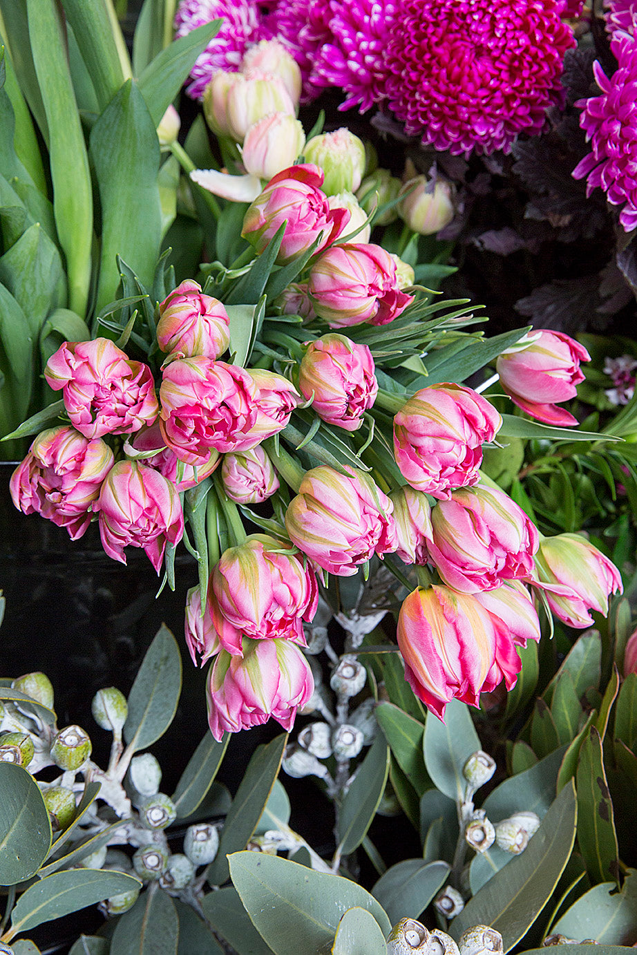 Frilly Tulips