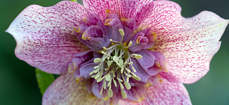 Hellebores Flowers