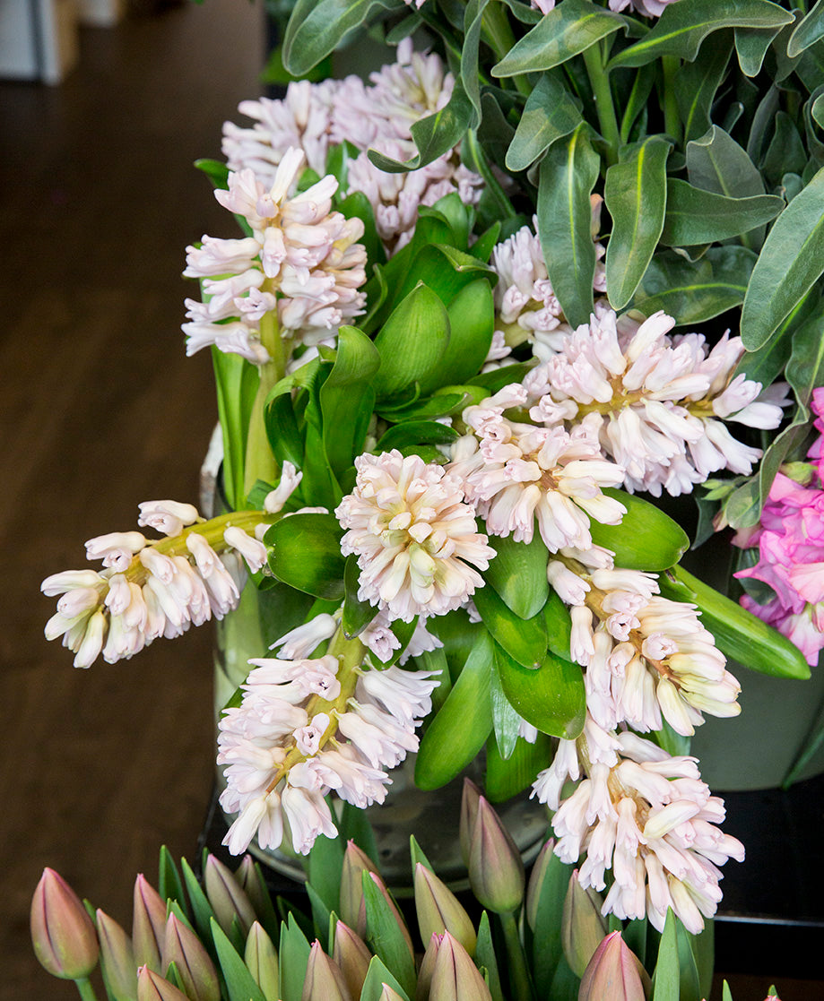 Hyacinth Flowers