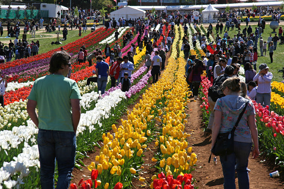 Tesselaar Tulip Festival