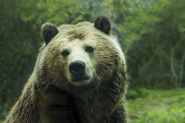 oso animal tótem