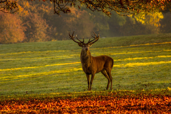 animal totem cerf