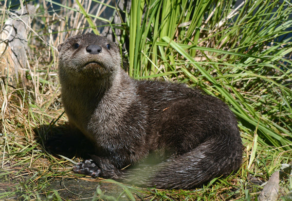 the otter, totem animal