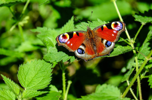 animal tótem mariposa