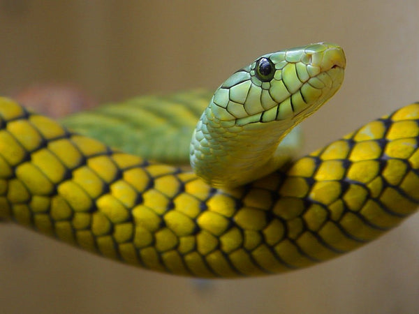 el espíritu de la serpiente, animal tótem