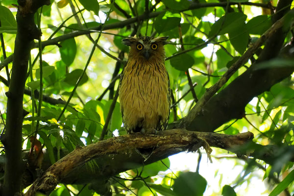 animal totem du Hibou, animal observatuer