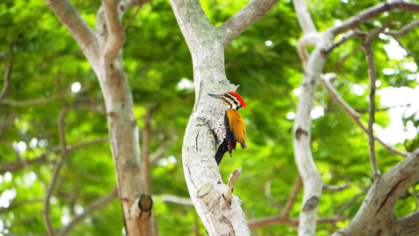 woodpecker totem animal