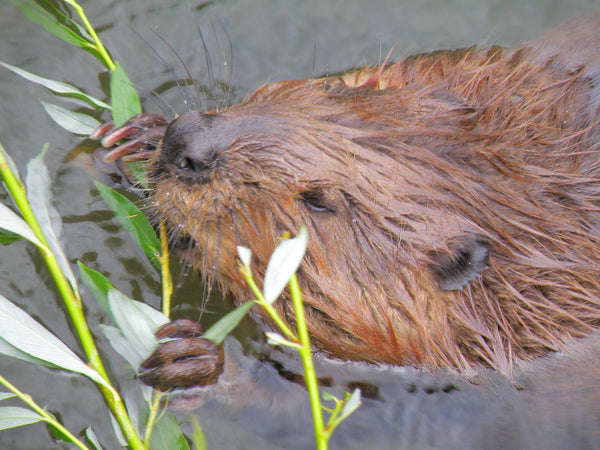 animal totem castor