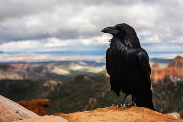 animal totem du corbeau