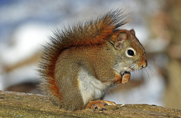 The totem animal squirrel