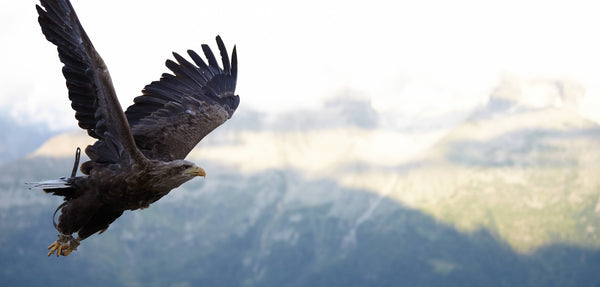 falcon totem animal