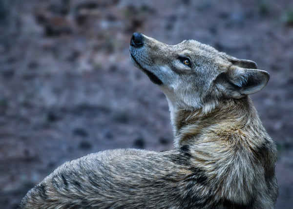 animal totem du loup