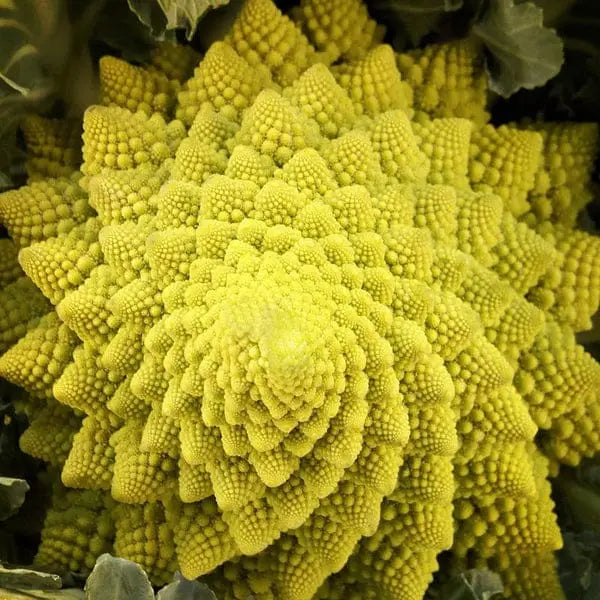 golden ratio is found in nature