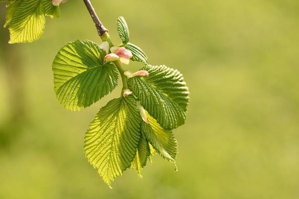 remède de fleurs de Bach Elm