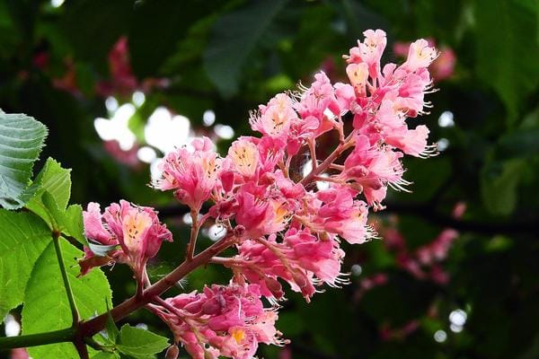 Bachblüten Rote Kastanie