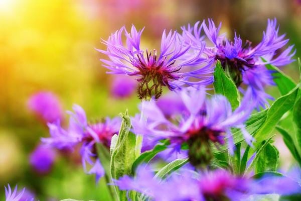 Centaury remedy for Bach flowers