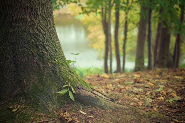 Tree trunk and young shoot