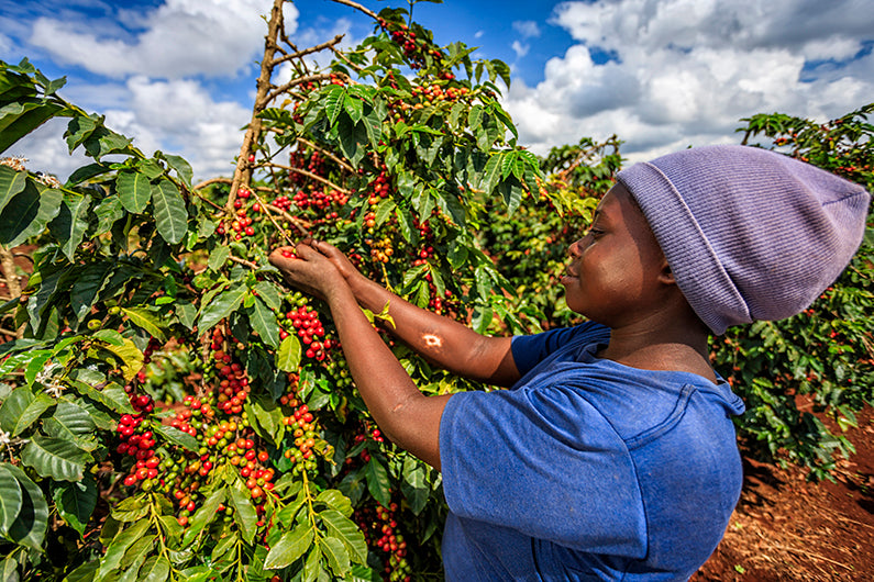 kenya coffee