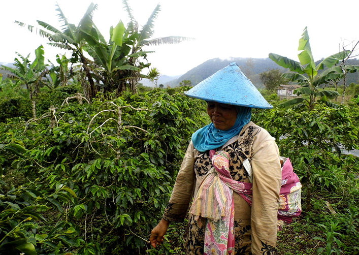 Wild Kopi Luwak (Civet Cat), Northern Sumatra Sea Island