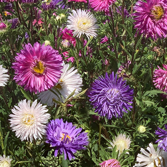 Outsidepride 4000 semillas de lavanda perenne Munstead hierba jardín  semilla para plantar