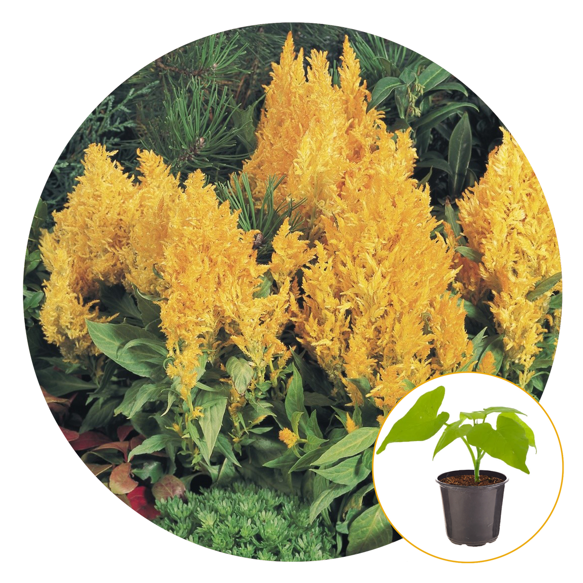 Celosia Flamma yellow