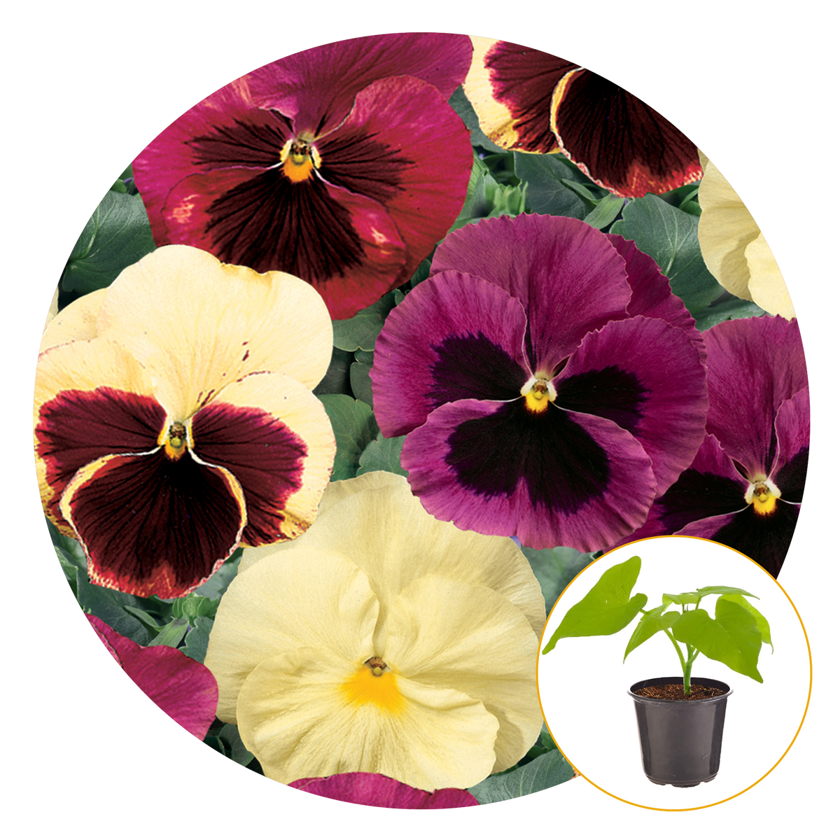 pansies